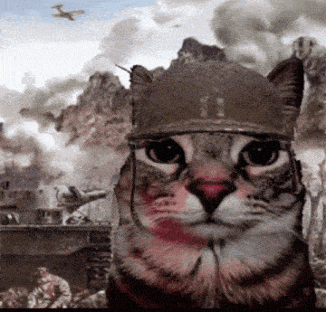 /posts/my-first-ml-model/cat-soldier.gif